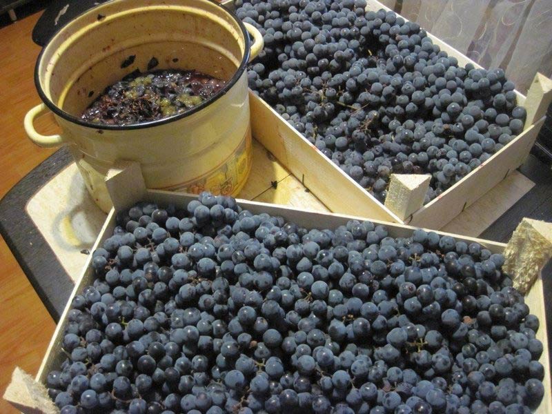 виноградная изабелла