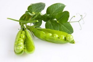 Быстрая брага для самогона – 2 рецепта из сахара и гороха