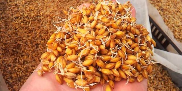 Старинный рецепт браги из пшеницы без дрожжей