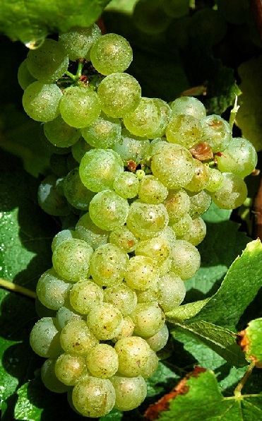 Вина Шабли (chablis) – особенности, категории, правила подачи