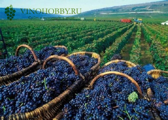 Вино Алазанская долина: понятие, виды, особенности выбора