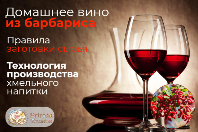 Вино из барбариса в домашних условиях – рецепт и технология