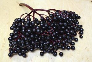Вино из бузины в домашних условиях - рецепты из цветков и ягод