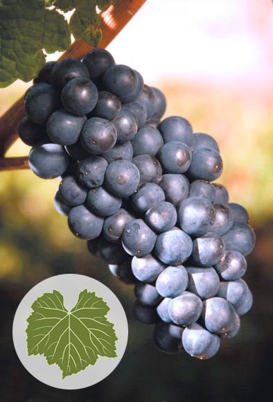 Вино «Пино нуар (pinot noir)» – особенности и культура употребления